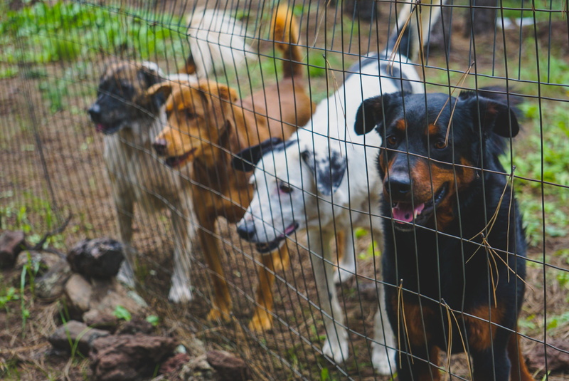 dogs, no people, pet, animal head, hound, bee, vertebrate, hyena, color, honey bee, boundary, nature, animal, pets, insect, reptile, herbivorous, dog, canine