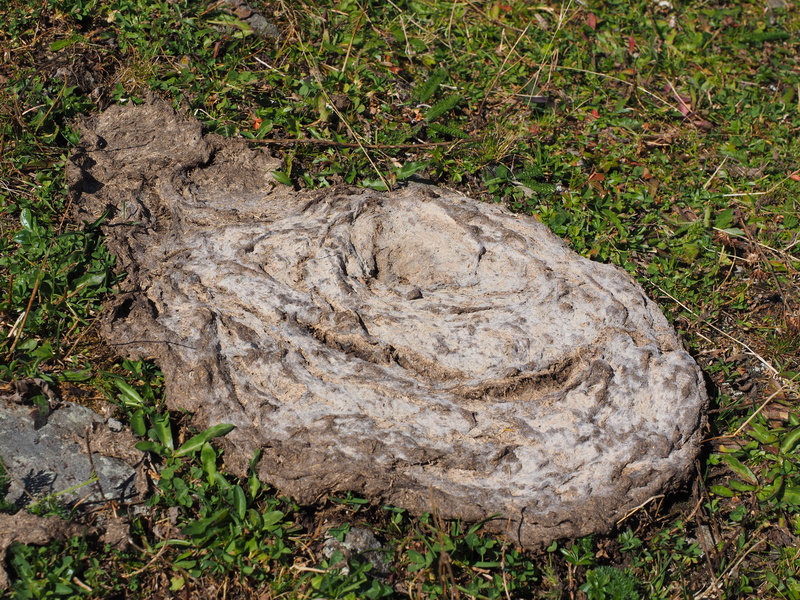 tree, field, day, plant, high angle view, tree stump, growth, nature, dirt, solid, land, grass, 4K, crap, cow dung, dead plant, tranquility, no people