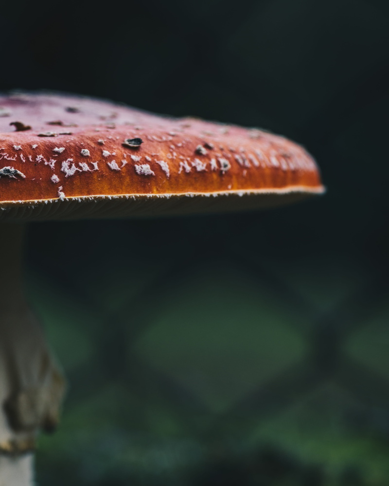 single object, toadstool, at the court of, summer, beauty in nature, amanita, nature, freshness, culinary arts, mushroom, food, 4K, fungus, vegetable
