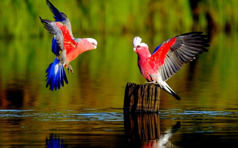 nice, parrots, parakeets, sweet, quiet, approach, best, landscape, delight, grace, refreshing, marvelous, blue, 1080P