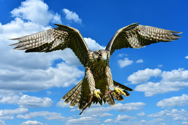 animal wildlife, vertebrate, one animal, approach, animal, flying, nature, prey, falcon, bill, motion, feather, wildpark poing, wild animal, animals in the wild