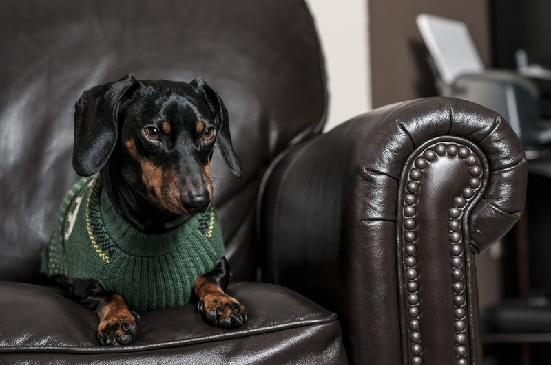 seat, pet, armchair, pup, dachshund, dauchund, vertebrate, plant, hound, domestic animals, furniture, mammal, sitting, pointer, canine, pets, no people