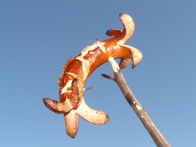 bratwurst, sunny, close-up, delicious, outdoors, sunlight, hearty, freshness, nature, low angle view, beige, food and drink, brown, sky, clear sky, 2K