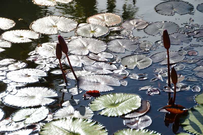 outdoors, close-up, koh samui bus terminal, high angle view, water, floating on water, fragility, lake, flower head, water lily, floating, beauty in nature