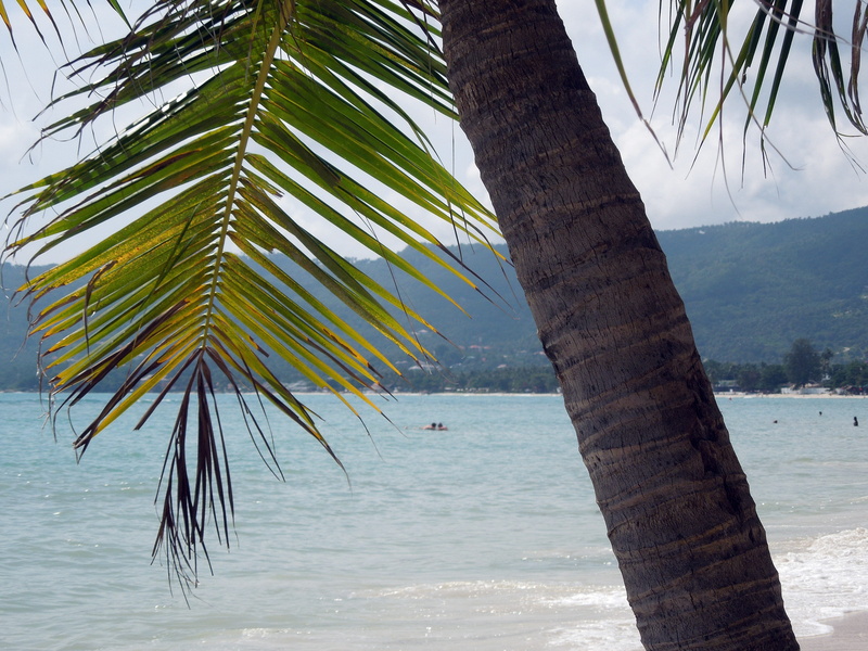 trunk, land, beauty in nature, tranquil scene, plant, chaweng, Koh Samui, nature, sea, coconut palm tree, 4K, Palm, tree trunk, water, tropical climate