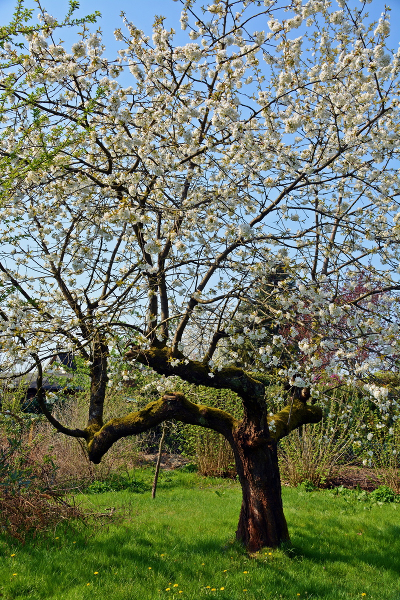 fragility, grass, growth, no people, of course, branch, flower, freshness, blossom, flowering plant, outdoors, day, old tree, springtime, plant, cherry tree
