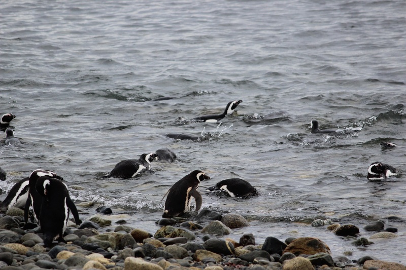penguin, beach, tux, animals in the wild, water, rock - object, beauty in nature, marine, day, animal, penguins, land, bird, outdoors, no people, nature