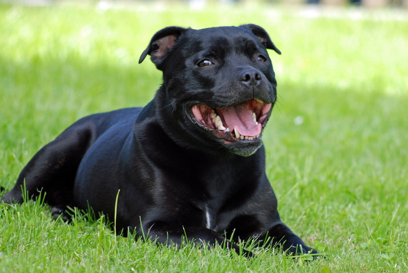green color, mouth open, one animal, no people, outdoors, portrait, animal, pets, field, staffordshire-bull-terrier, animal mouth, vertebrate, purebred dog