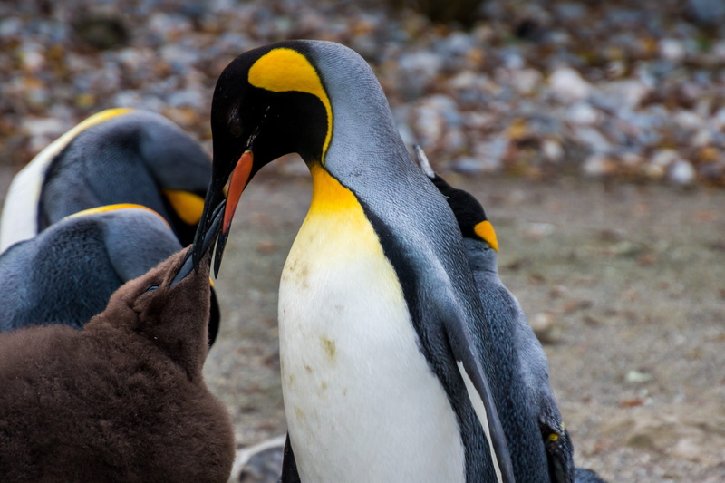 vertebrate, animals in the wild, emperor penguin, day, animal body part, togetherness, animal, pingu, animal wildlife, baby, concern, animal family, bird