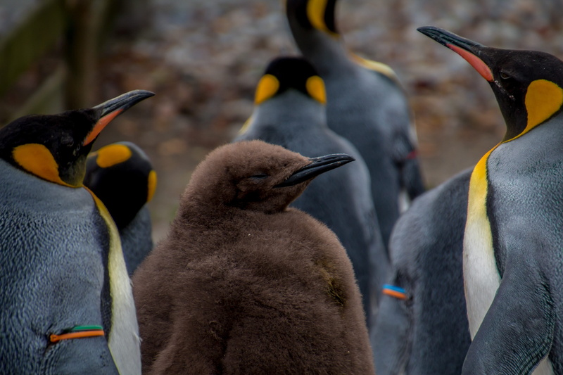 no people, penguin, side view, 5K, animal, concerns, animals in the wild, outdoors, bird, pingu, young penguin, emperor penguin, baby, animal head, animal wildlife