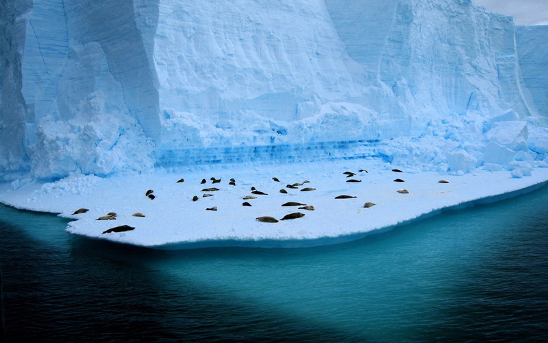 animals, sea, turquoise, Sealions, aqua, 720P, ice, cyan