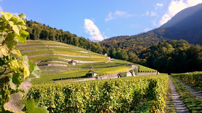 rural scene, plants, farm, sky, land, harvest, beauty in nature, plantation, vines, tree, cloud - sky, orchard, tranquil scene, summer, grape, vine, scenics - nature