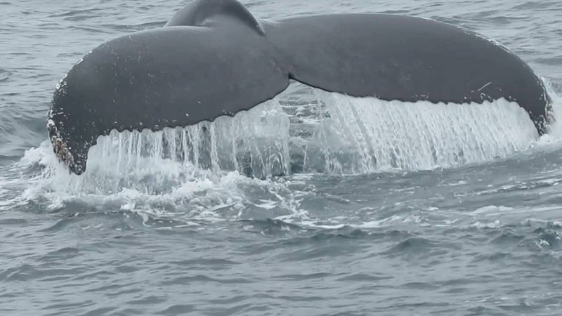 aquatic mammal, taken, tail, waterfront, underwater, water, splashing, animal body part, wildlife, endangered, daytime, large, humpback, animals in the wild