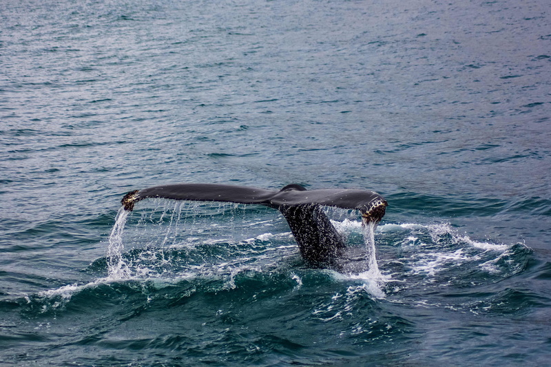 sea, water, no people, animals in the wild, breaching, underwater, outdoors, cetacea, wildlife, vertebrate, nature, whale, 4K, black, fin, large, swimming
