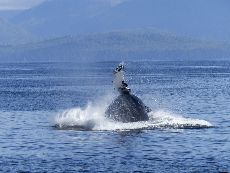 aquatic mammal, sea, nature, day, Humpback Whale, animals in the wild, splashing, maritime life, pacific, natural spectacle, waterfront, jumping, diving
