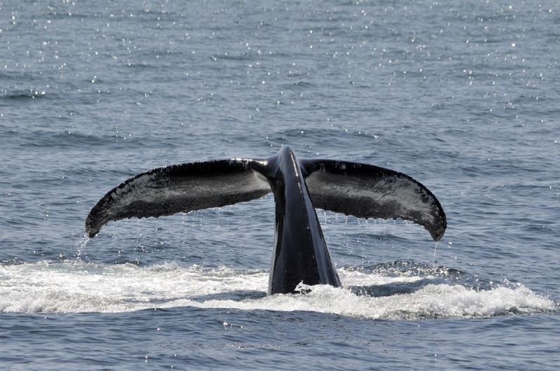 humpback Whale, animal, motion, one animal, no people, underwater, tail, animal themes, wildlife, vertebrate, water, black, ocean, swimming, mammal, 1080P