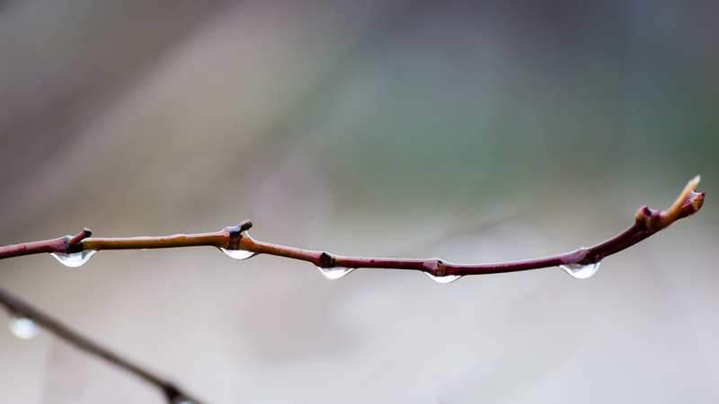 April Showers, 2K, brown, focus, backgrounds, nature, shallow focus, branch, Nikon, buds, close-up, rain, photo, plant, tree, shallow