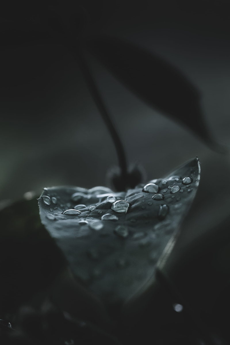 moody, tree, studio shot, purity, macro, single object, wet, citrus fruit, rain, food, food and drink, sunlight, glass - material, refreshment, raindrop