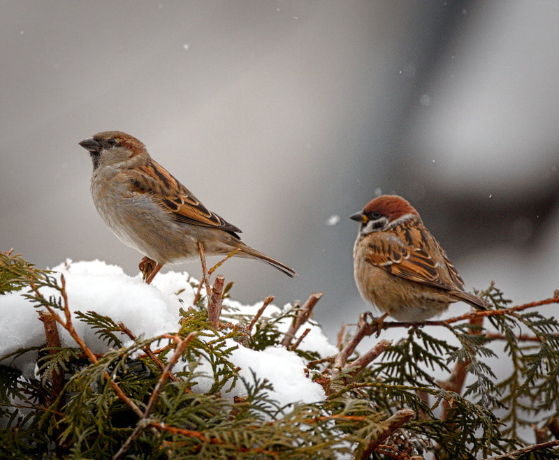brown, green, green leaf, photo, animal, bird, Sparrows, wildlife, Tree sparrow, leaf, Passer domesticus, Passer montanus, sparrow, wróble, mazurek, nature