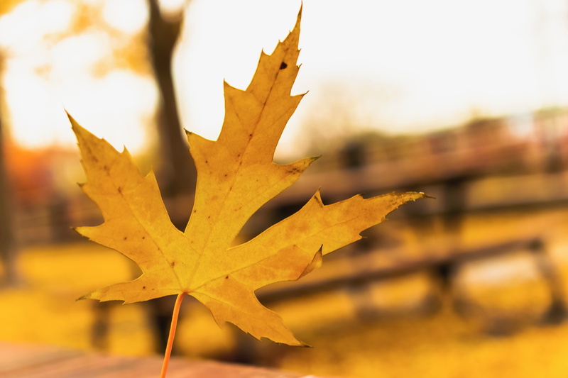 plant part, beauty in nature, veins, no people, jay, montreal, food, bird, natural condition, sky, leaf, focus on foreground, maple leaf, maple, day, change
