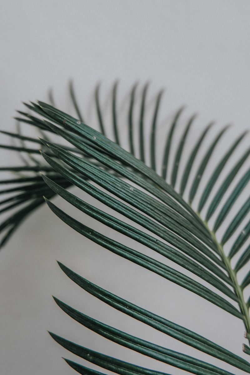 rodent, spiral, close-up, grey, coil, blossom, fir, focus on foreground, growth, flower, coniferous tree, nature, palm leaf, cutlery, green, green color