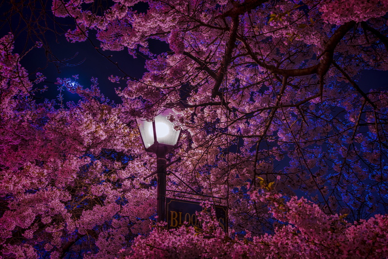 street, electric lamp, lighting equipment, crocus, flower, street light, freshness, spring, petal, fruit, cherry, park - man made space, change, orchid