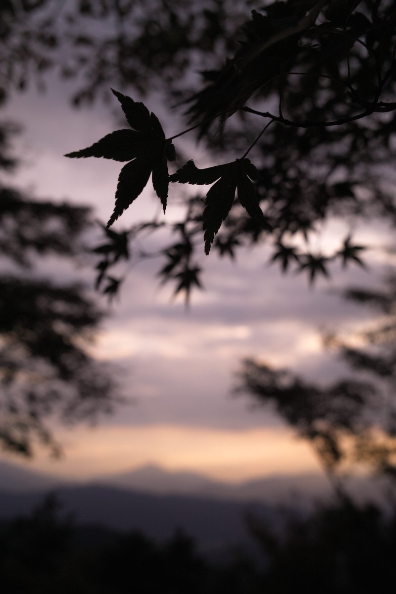 focus on foreground, animal themes, tilt, animal wildlife, outdoors, dusk, tree, sky, cloud - sky, scenics - nature, branch, sunlight, growth, animals in the wild