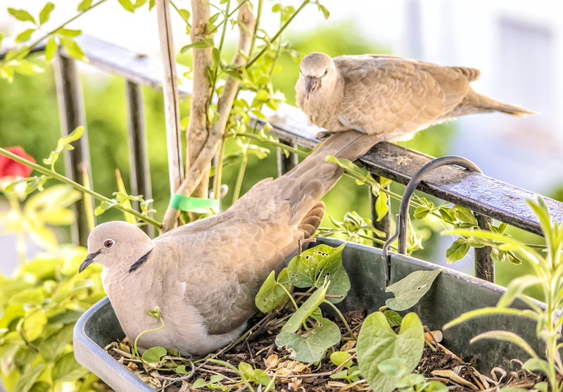 food, green, produce, birds, outdoors, plant part, animal wildlife, leaf, vertebrate, two animals, 2K, vine, flora, fruit, balcony, pigeon, growth, garden