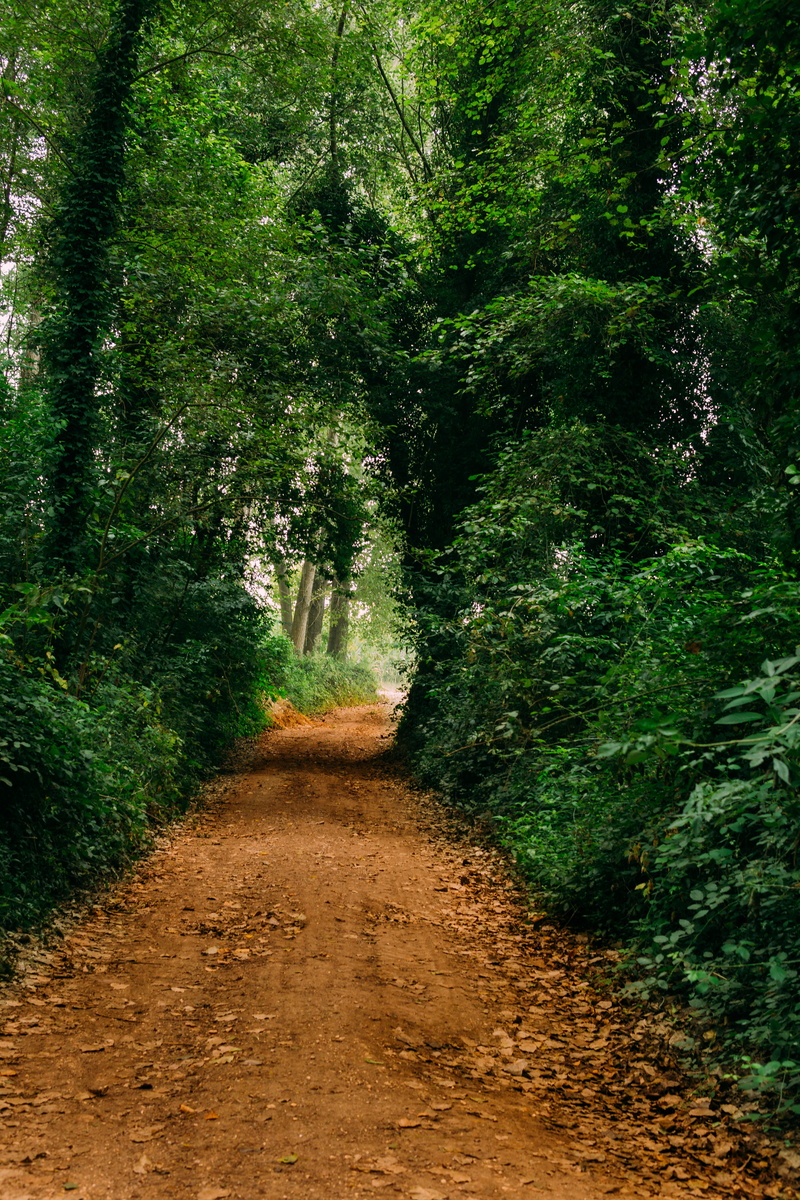 road, green, long, tranquility, non-urban scene, dirt, path, gravel, fontinha, green color, tree, 5K, undergrowth, day, flora, portugal, forest, no people