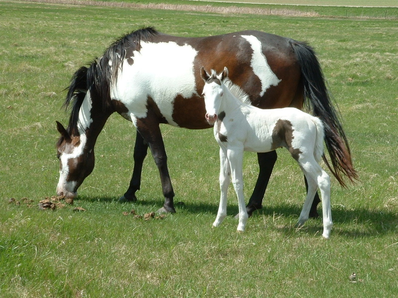 ponys, animals, hd, 720P, mare, painted, foal, horses, paints, horse, art