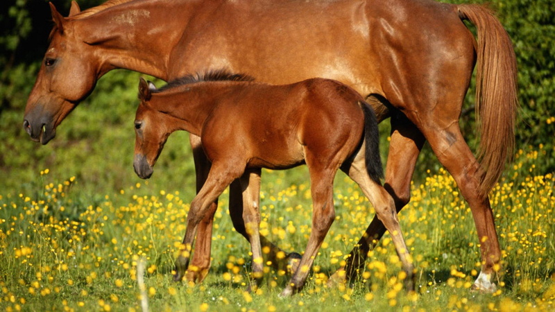 animals, brown horse, brown, nature, nice, foal, 1080P, horses, mare, pets, pony