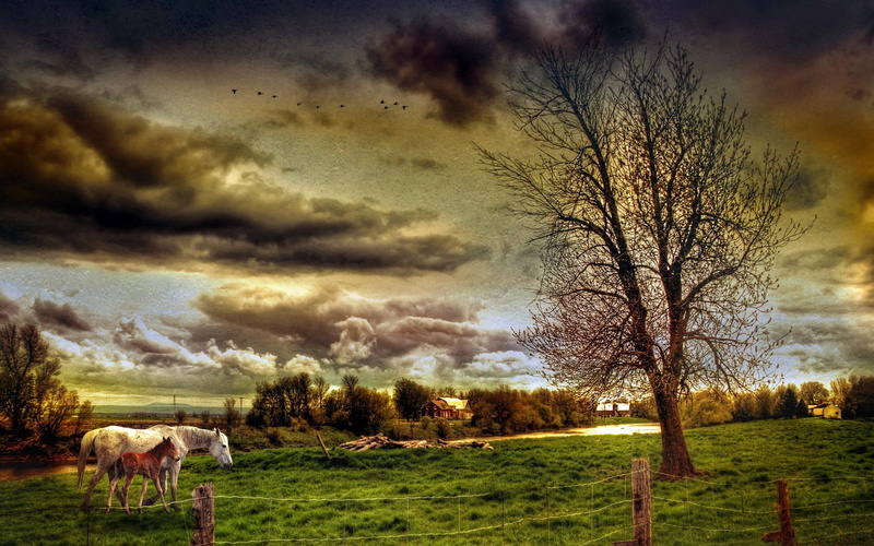 foal, clouds, mother, horse, houses, animals, fence, nature, tree, architecture, nature and, grass, 1080P, field