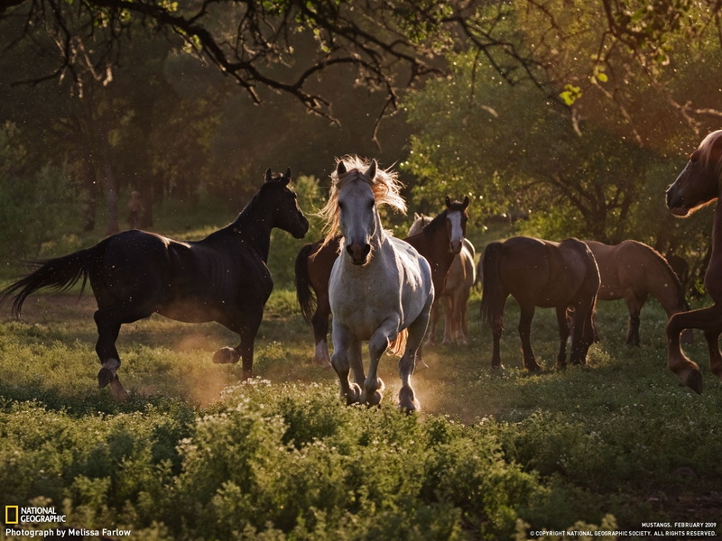 animals, wild, hd, 720P, mustang heards, wild and, horse, mustang, heards