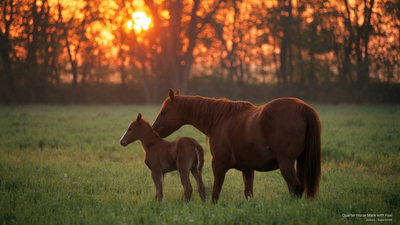 Animals, mare, 2K, foal, quarter, horse