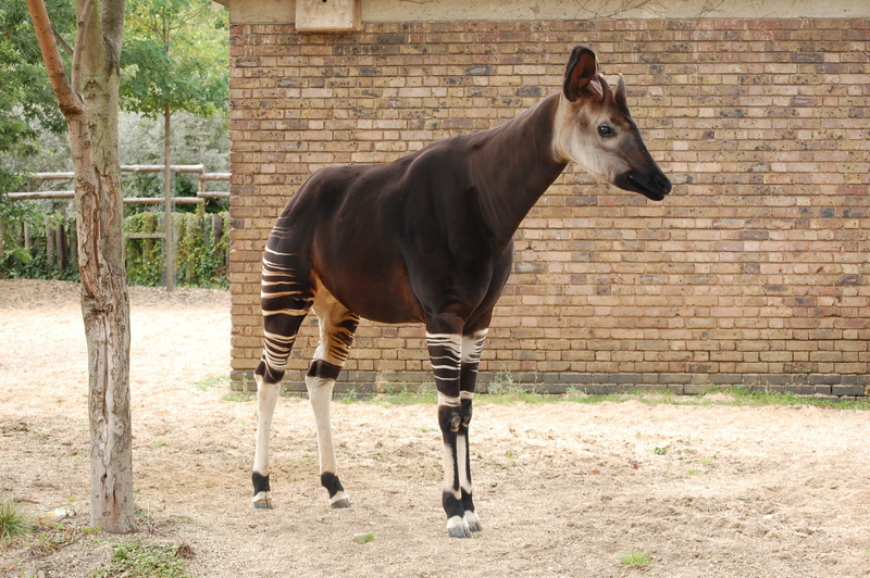 herbivorous, Zoo, rural Scene, Mammal, horse, pets, plant, mare, animal themes, Africa, domestic, outdoors, Okapi, field, Animal, stallion, day, brown