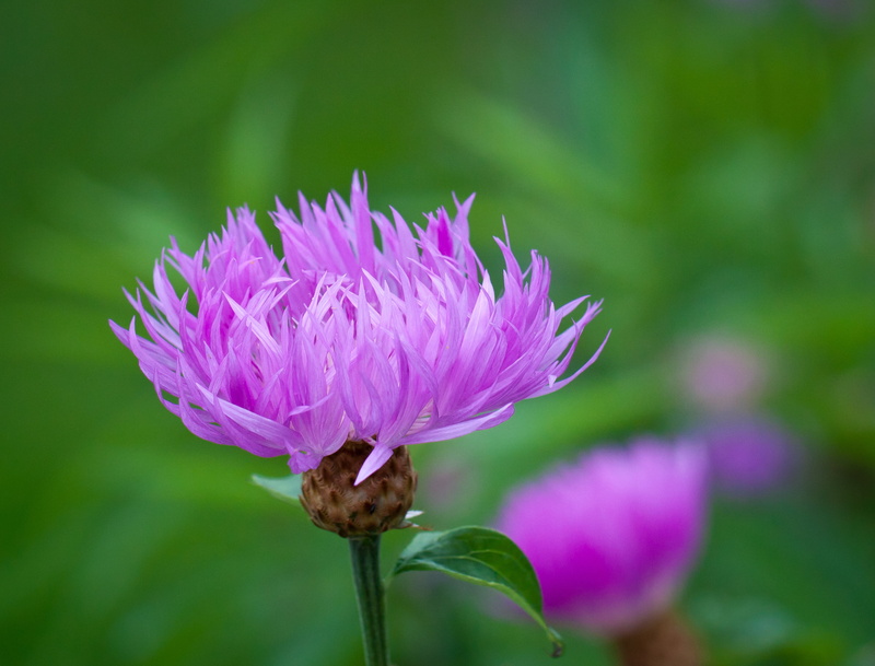 close up, plant, pink Color, Botanisk hage, summer, macro, green, close-up, flower Head, flower, thistle, 2K, botanical garden, purple, botany, Pink, nature
