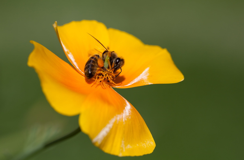 pollen, animal, close-up, 4K, plant, petal, Botanisk hage, insect, nature, macro, yellow, Honeybee, summer, perched, bee, pollination, botanical garden