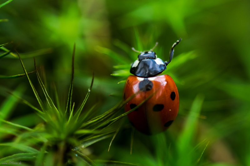 springtime, Seven, red, grass, Harz, leaf, summer, macro photography, beetle, 2013 edition, meadow, insect, Spotted, plant, nature, perched, daytime, Day