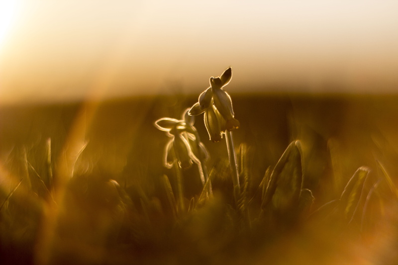 field, sunset, Helios, Primula, golden hour, white, nature, hour, 5K, Canon EOS 600D, petaled, meadow, golden, grass, flower, sunlight, outdoors