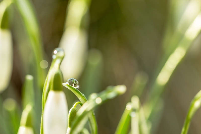 Feel, grass, freshness, drop, 5K, Spring, summer, micro, close-up, macro, Canon  Eos, photography, Germany, dew, nature, Makro, leaf, water, 600D, plant