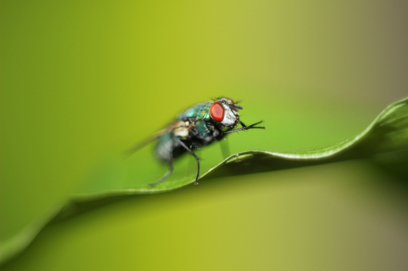 insect, housefly, green, green Color, leaf, bug, canon  eos  600d, Fly, macro photography, animal, 5K, mouche, close-up, photography, macro, green leaf