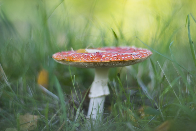 photography, focus, forest, plant, close-up, 5K, white mushroom, in focus, Toadstool, nature, red, autumn, fungus, white, mushroom, outdoors, lens, fly Agaric Mushroom