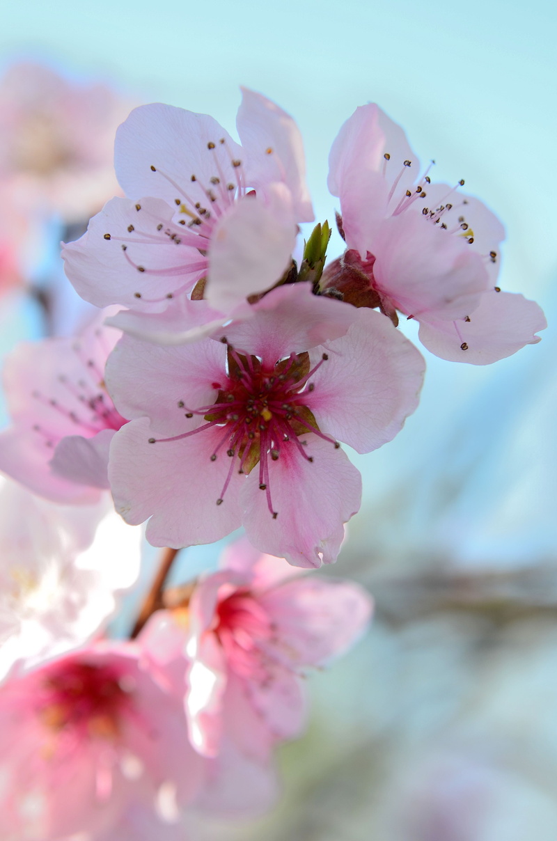 beauty in nature, nature, day, no people, springtime, branch, colorful, fiori di pesco, fragility, rosa, bunch of flowers, pink color, bloom, pink, 4K