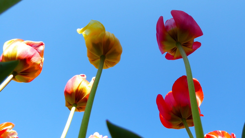plant, sky, fiori, vulnerability, flowering plant, nature, sepal, growth, clear sky, 2K, bud, low angle view, blue, no people, flower, fleurs, petal, close-up