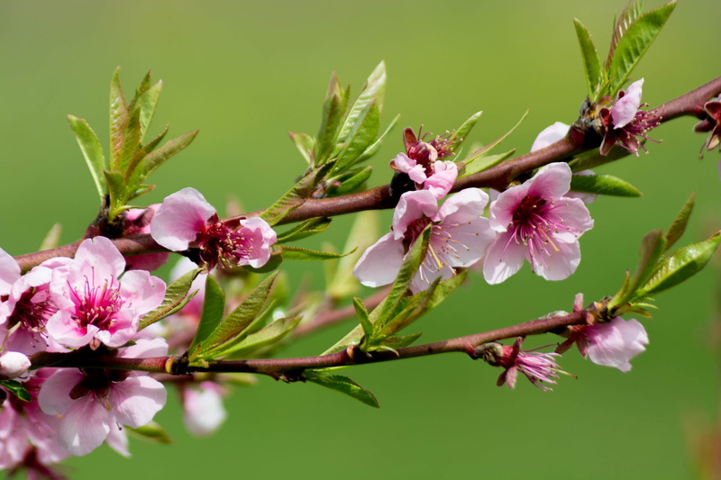 growth, flowers, bloom, no people, springtime, 1080P, inflorescence, flower, close-up, fiori di pesco, pink, cherry blossom, pink color, vulnerability