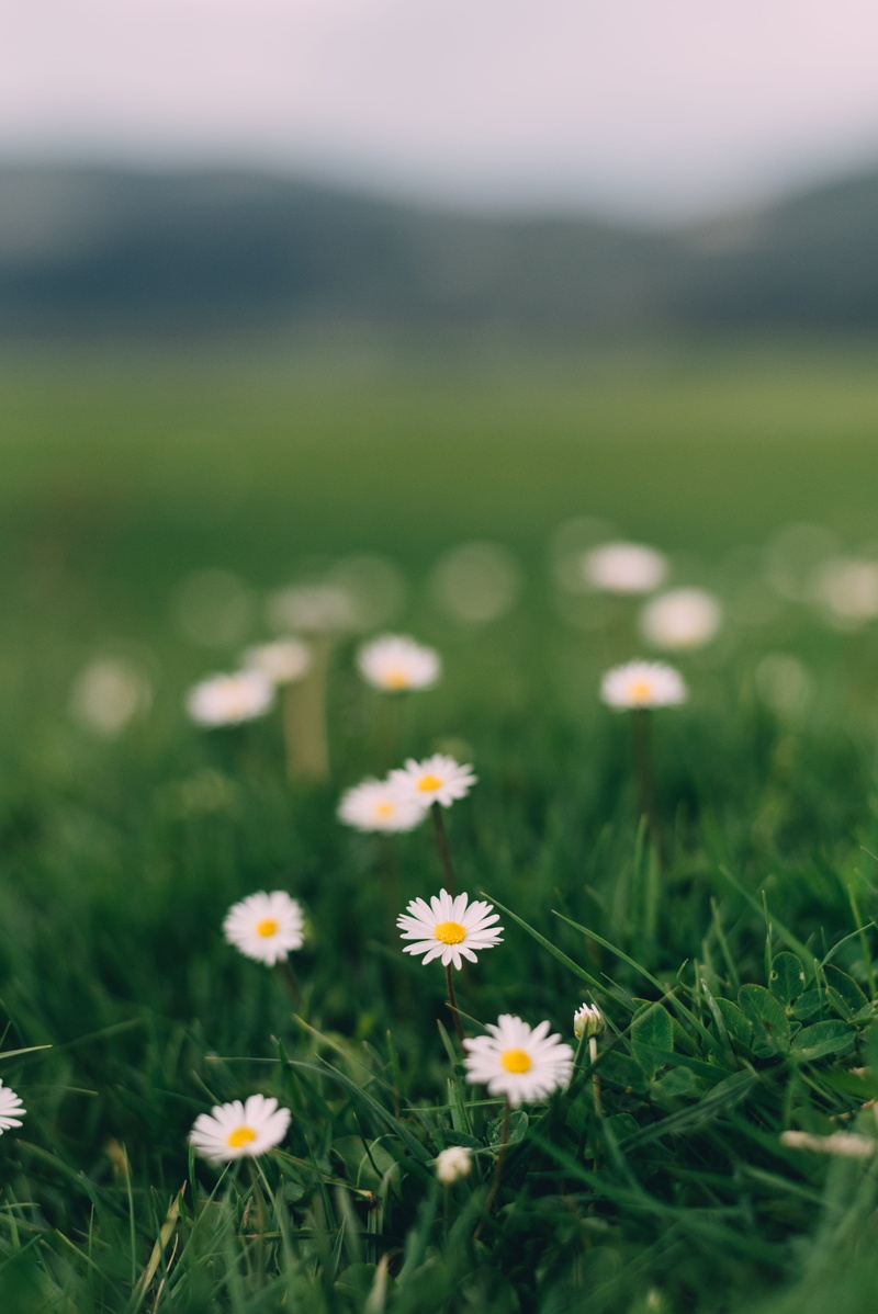 bagnoli irpino, no people, petal, 4K, exploration, land, flower head, close-up, nature, field, outdoors, fiore, grass, lago laceno, flowering plant, spring