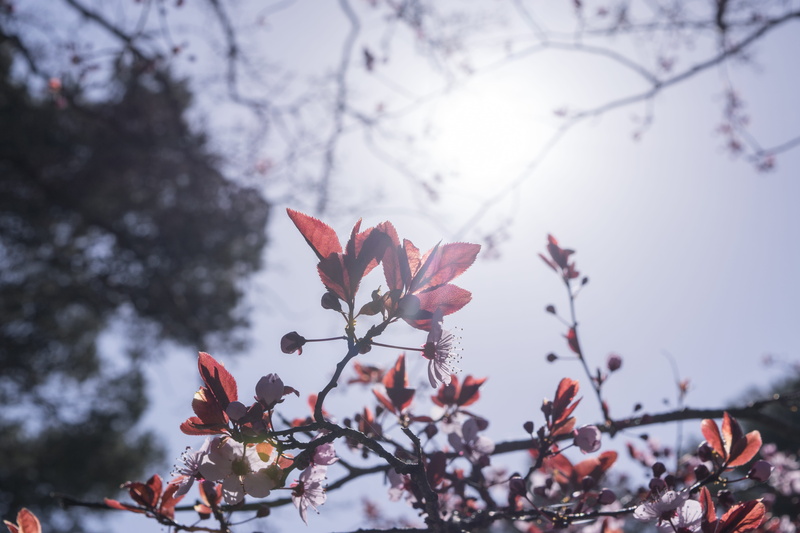 freshness, spring, fiori di pesco, background, landscape, day, elijah clerici, outdoors, branch, focus on foreground, springtime, beauty in nature, close-up