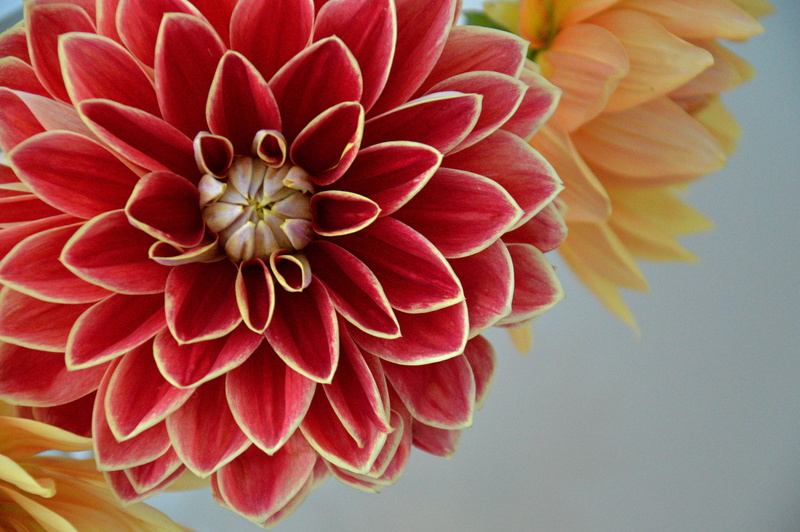 flower, fiori, nature, plant, petaled, yellow, close-up, natura, petal, 4K, dalia, red, photography, Dahlia, close up photography, close, Asteraceae, flowers