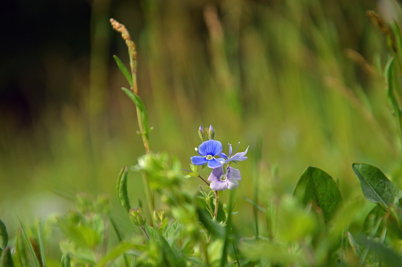 natura, grass, Polygonaceae, flower, prato, Veronica persica, nature, Le, verde, petal, campo, summer, selective, plant, selective focus, 4K, Phlox, Scrophulariaceae