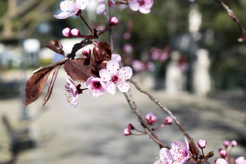 rosa, ielix, pollen, pink color, flower, sky, landscape, flower head, tree, blossom, petal, flowering plant, plum blossom, springtime, close-up, focus on foreground